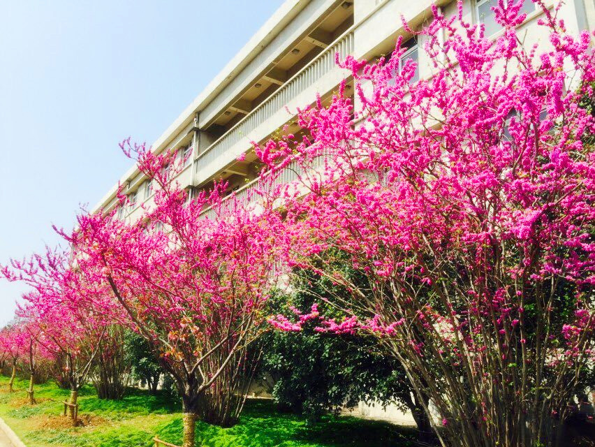 <a href='/2015/0401/c41788a740417/page.htm' target='_blank' title='春色满园——实验室园区风光'>春色满园——实验室园区风光</a>