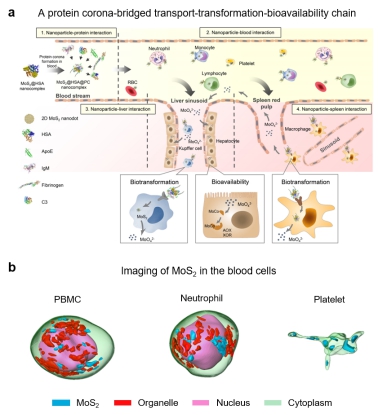 <a href='/2021/0305/c42669a736274/page.htm' target='_blank' title='合肥光源用户在纳米材料生物效应研究领域中取得进展'>合肥光源用户在纳米材料生物效应研究领域中取得进展</a>